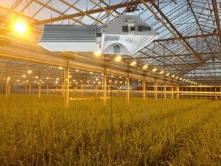 155lm / w 160000lm أضواء النمو الداخلي ، 1000W HPS تنمو الاضواء